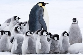 皇帝ペンギンただいま1.jpg
