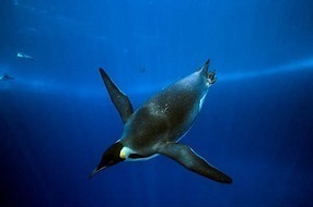 皇帝ペンギンただいま2.jpg