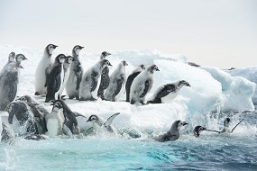 皇帝ペンギンただいま4.jpg