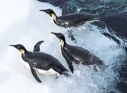 皇帝ペンギンただいま6.jpg