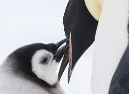 皇帝ペンギンただいま7.jpg